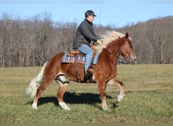 Arbeitspferd, Wallach, 8 Jahre, 157 cm, Rotfuchs