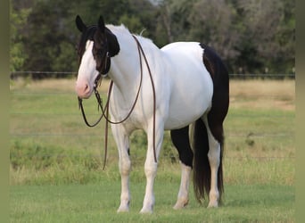 Arbeitspferd Mix, Wallach, 8 Jahre, 157 cm