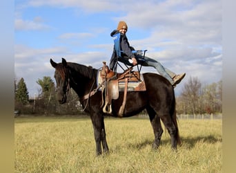 Arbeitspferd, Wallach, 8 Jahre, 160 cm, Rappe