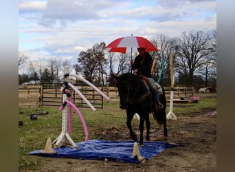 Arbeitspferd, Wallach, 8 Jahre, 160 cm, Rappe