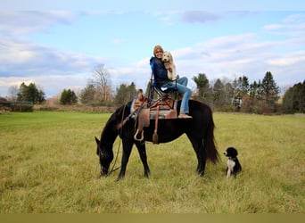 Arbeitspferd, Wallach, 8 Jahre, 160 cm, Rappe