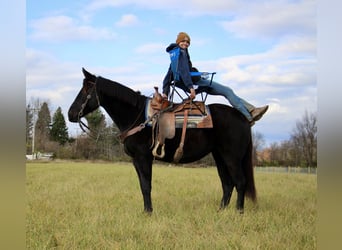 Arbeitspferd, Wallach, 8 Jahre, 160 cm, Rappe