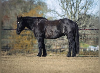 Arbeitspferd Mix, Wallach, 8 Jahre, 160 cm, Roan-Blue