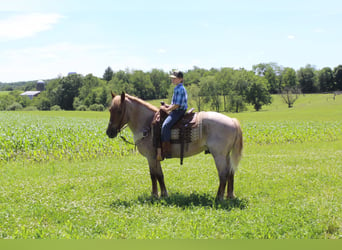 Arbeitspferd, Wallach, 8 Jahre, 160 cm, Roan-Red