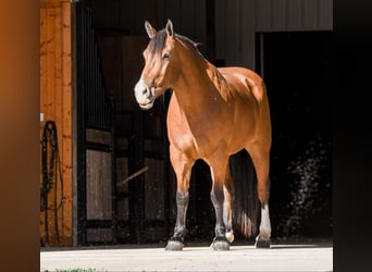 Arbeitspferd Mix, Wallach, 8 Jahre, 160 cm, Rotbrauner