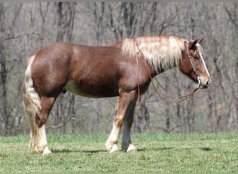Arbeitspferd, Wallach, 8 Jahre, 160 cm, Rotfuchs