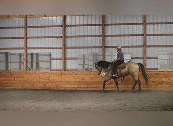 Arbeitspferd Mix, Wallach, 8 Jahre, 163 cm, Buckskin
