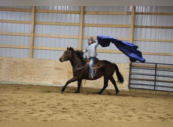 Arbeitspferd, Wallach, 8 Jahre, 163 cm, Roan-Bay