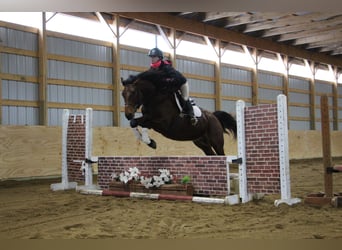 Arbeitspferd, Wallach, 8 Jahre, 163 cm, Roan-Bay