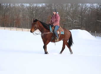 Arbeitspferd, Wallach, 8 Jahre, 163 cm, Roan-Bay