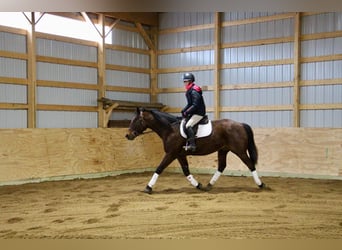 Arbeitspferd, Wallach, 8 Jahre, 163 cm, Roan-Bay