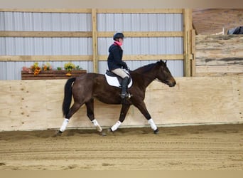 Arbeitspferd, Wallach, 8 Jahre, 163 cm, Roan-Bay