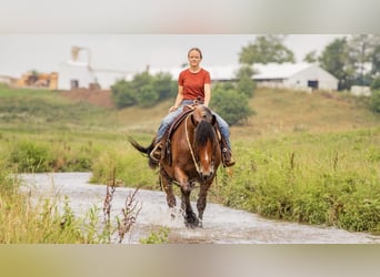 Arbeitspferd Mix, Wallach, 8 Jahre, 163 cm, Roan-Bay