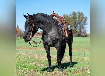 Arbeitspferd Mix, Wallach, 8 Jahre, 163 cm, Roan-Blue