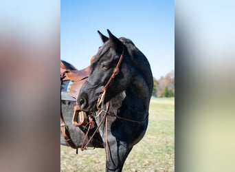 Arbeitspferd Mix, Wallach, 8 Jahre, 163 cm, Roan-Blue