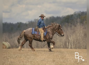 Arbeitspferd, Wallach, 8 Jahre, 163 cm, Roan-Red