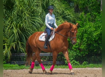Arbeitspferd Mix, Wallach, 8 Jahre, 163 cm, Rotfuchs
