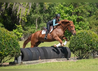 Arbeitspferd Mix, Wallach, 8 Jahre, 163 cm, Rotfuchs