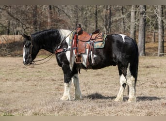 Arbeitspferd Mix, Wallach, 8 Jahre, 163 cm, Schecke
