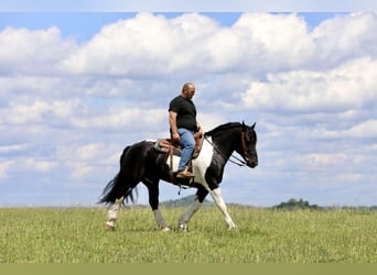 Arbeitspferd Mix, Wallach, 8 Jahre, 163 cm, Schecke
