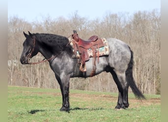 Arbeitspferd, Wallach, 8 Jahre, 165 cm, Roan-Blue