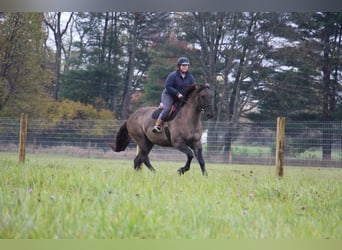 Arbeitspferd, Wallach, 8 Jahre, 168 cm, Grullo