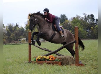 Arbeitspferd, Wallach, 8 Jahre, 168 cm, Grullo