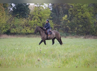 Arbeitspferd, Wallach, 8 Jahre, 168 cm, Grullo