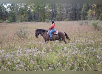 Arbeitspferd, Wallach, 8 Jahre, 168 cm, Grullo