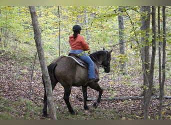 Arbeitspferd, Wallach, 8 Jahre, 168 cm, Grullo