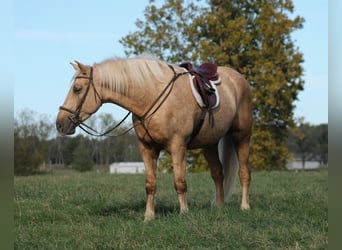 Arbeitspferd Mix, Wallach, 8 Jahre, 168 cm, Palomino