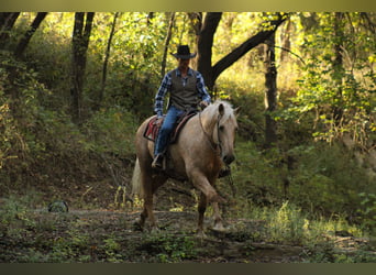 Arbeitspferd Mix, Wallach, 8 Jahre, 168 cm, Palomino