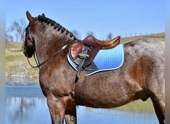 Arbeitspferd Mix, Wallach, 8 Jahre, 170 cm, Roan-Bay