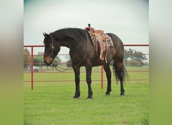 Arbeitspferd, Wallach, 8 Jahre, 173 cm, Rappe