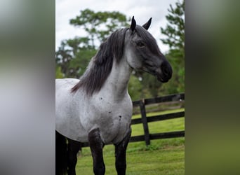 Arbeitspferd Mix, Wallach, 8 Jahre, 173 cm, Roan-Blue