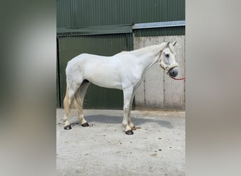 Arbeitspferd, Wallach, 8 Jahre, 177 cm, Schimmel