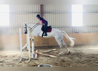 Arbeitspferd, Wallach, 8 Jahre, 177 cm, Schimmel