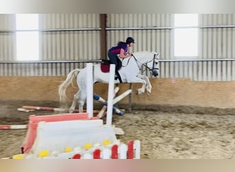 Arbeitspferd, Wallach, 8 Jahre, 177 cm, Schimmel