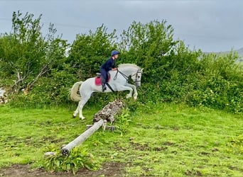Arbeitspferd, Wallach, 8 Jahre, 177 cm, Schimmel