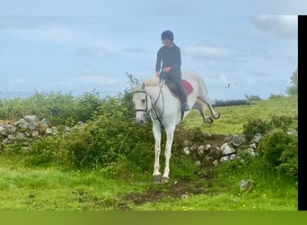 Arbeitspferd, Wallach, 8 Jahre, 177 cm, Schimmel