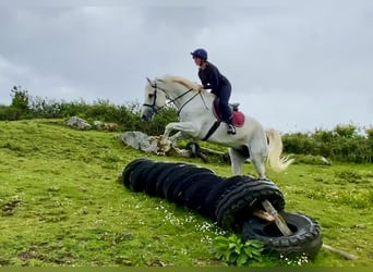 Arbeitspferd, Wallach, 8 Jahre, 177 cm, Schimmel