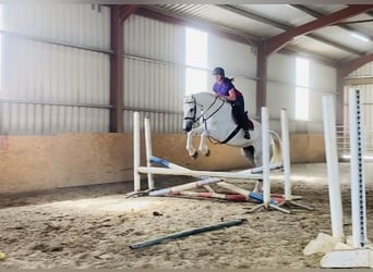 Arbeitspferd, Wallach, 8 Jahre, 177 cm, Schimmel