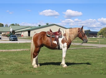 Arbeitspferd Mix, Wallach, 8 Jahre, 180 cm, Schecke