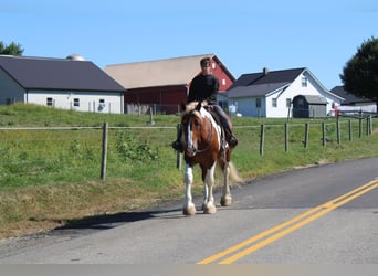 Arbeitspferd Mix, Wallach, 8 Jahre, 180 cm, Schecke