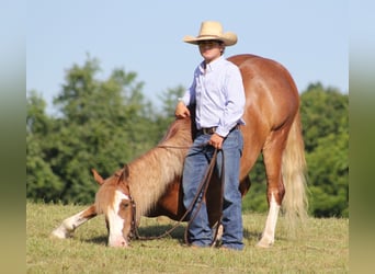 Arbeitspferd, Wallach, 8 Jahre, Overo-alle-Farben