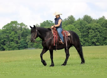 Arbeitspferd Mix, Wallach, 8 Jahre, Rappe