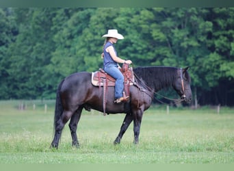 Arbeitspferd Mix, Wallach, 8 Jahre, Rappe
