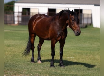 Arbeitspferd Mix, Wallach, 8 Jahre, Rotbrauner