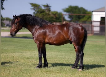 Arbeitspferd Mix, Wallach, 8 Jahre, Rotbrauner