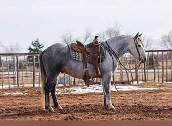 Arbeitspferd, Wallach, 9 Jahre, 150 cm, Schimmel